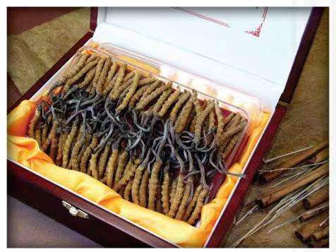 新青冬虫夏草回收